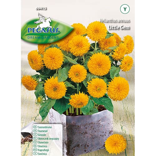 1 szt, Napraforgó Little Gem Kiepenkerl - Magok: Mod de ambalare: 1 db