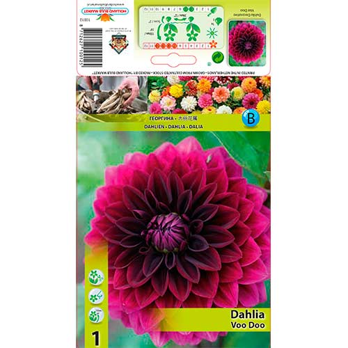1 Stück, Dahlie Voo Doo - Stauden: Ilość w opakowaniu: 1 Stück