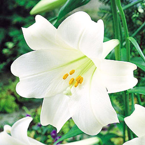 2 Stück, Lilie White Heaven - Blumenzwiebeln: Ilość w opakowaniu: 2 Stück