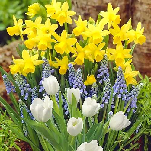 Tolles Angebot! Narzisse, Tulpe, Armenischen Traubenhyazinthe, Set von 30 Sorten - Blumenzwiebeln: Ilość w opakowaniu: 30 Stück