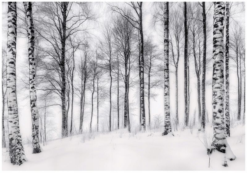 Fototapeta 3D Las Brzozy Drzewa WALLARENA 300x210 cm Tapeta Do Sypialni Salonu Na Flizelinie 1 szt.