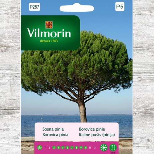 1 szt, Sosna pinia - Nasiona: Ilość w opakowaniu: 10 szt