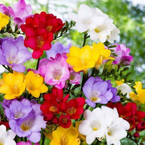 10 szt., Frezja Double (pełna), mix kolorów - Cebule: Ilość w opakowaniu: 10 szt.