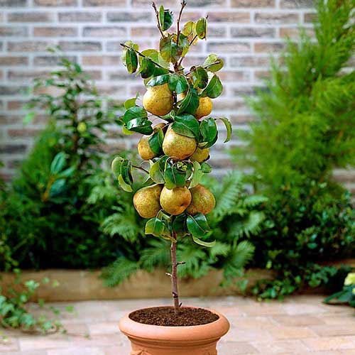 1 szt, Mini Grusza Sunrise - Sadzonki: Ilość w opakowaniu: 1 sadz