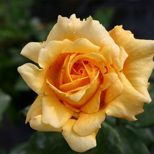 1 sadz, Róża wielkokwiatowa Marco Polo - Sadzonki: Ilość w opakowaniu: 1 sadz