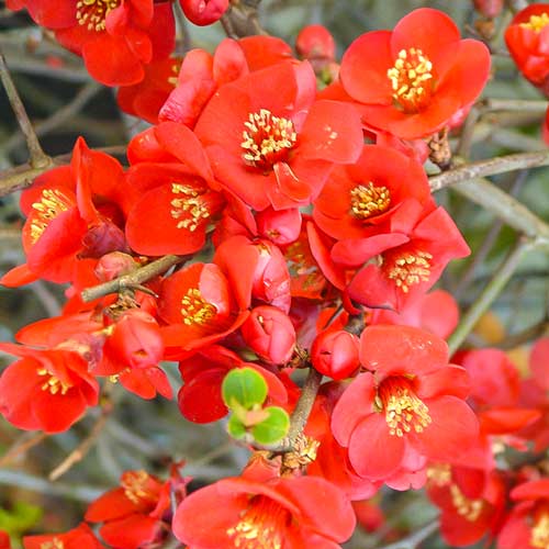 1 saz, Kdouloň japonský Crimson And Gold - : Monžstvo balíkov: 1 saz