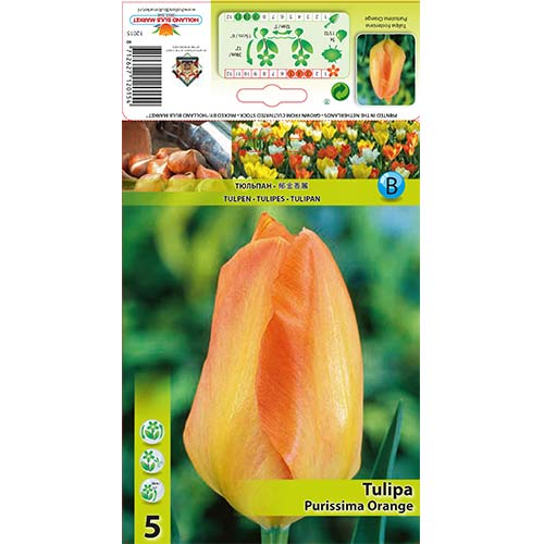 5 kus, Tulipán Purissima Orange - : Monžstvo balíkov: 5 kus