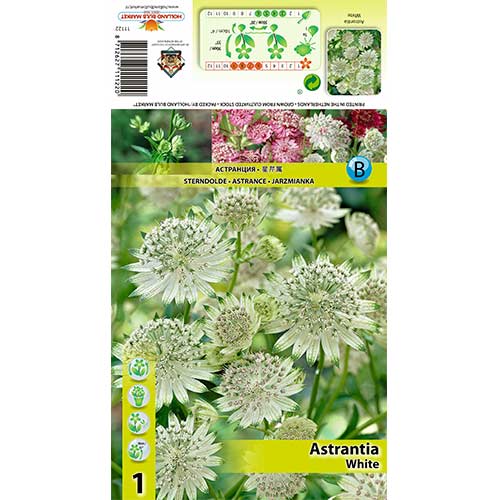 1 db, Völgycsillag (Astrantia) White - Évelő: Mod de ambalare: 1 db