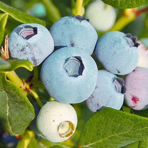 1 sadz, Borówka amerykańska Chanticleer - Sadzonki: Ilość w opakowaniu: 1 sadz