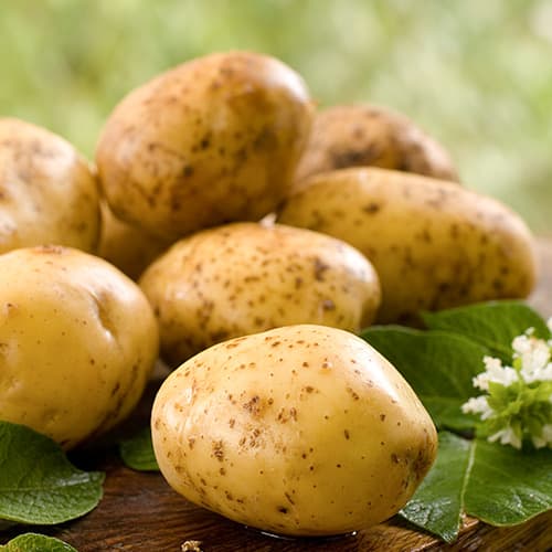 1 kg, Vetőburgonya Colomba - Gumók: Mod de ambalare: 1 kg