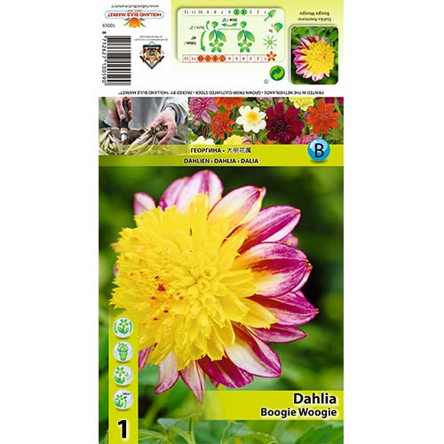 1 db, Dália Boogie Woogie - Évelő: Mod de ambalare: 1 db