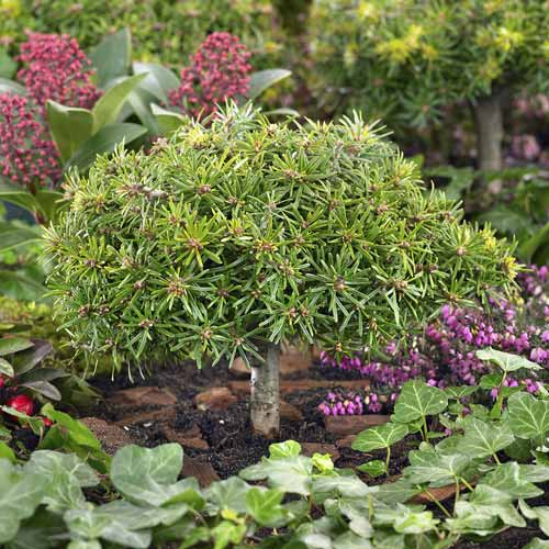 1 db, Koreai fenyő Kristall Kugel, C4 - Palánták: Mod de ambalare: 1 db