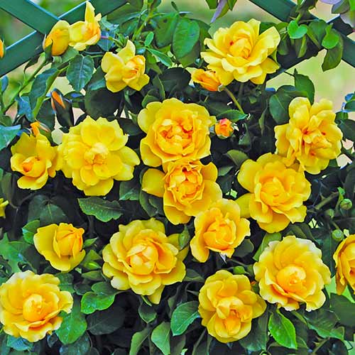 1 Pflanze(n), Kletterrose Golden Gate - Setzlinge: Ilość w opakowaniu: 1 Pflanze(n)