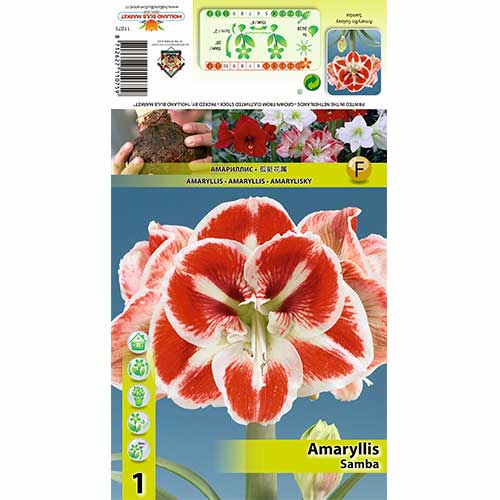 1 Stück, Amaryllis Samba - Zwiebeln: Ilość w opakowaniu: 1 Stück
