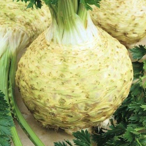 1 szt, Seler korzeniowy Prager Reuzen - Nasiona: Ilość w opakowaniu: 1 g