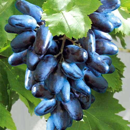 1 sadz, Winorośl Maxi Black - Sadzonki: Ilość w opakowaniu: 1 sadz