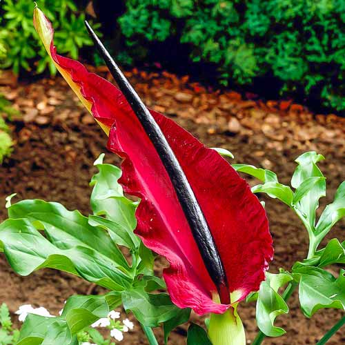 1 szt., Drakunkulus zwyczajny - Cebule: Ilość w opakowaniu: 1 szt.