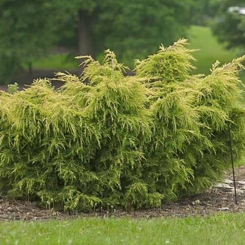 3 sadz, Jalowiec Kuriwao Gold - Sadzonki: Ilość w opakowaniu: 3 sadz