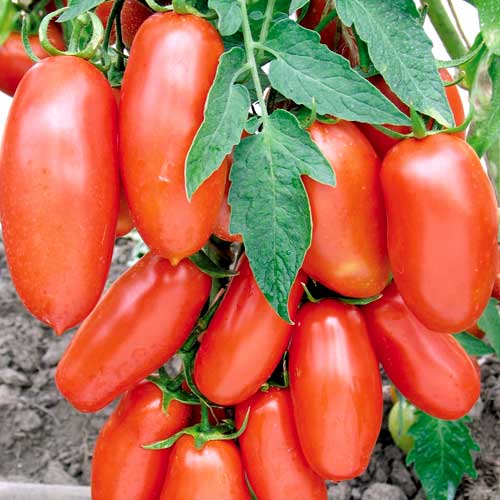 1 szt, Pomidor Kmicic - Nasiona: Ilość w opakowaniu: 1 g