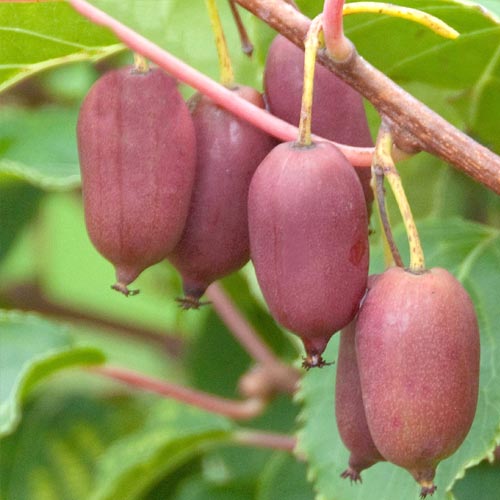 1 sadz, Mini-kiwi (actinidia) Hard Red - Sadzonki: Ilość w opakowaniu: 1 sadz