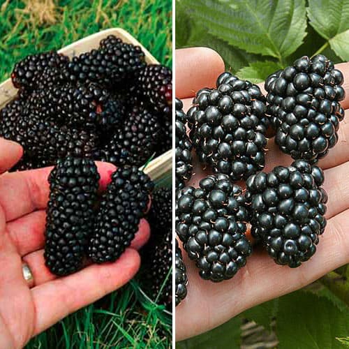 Super oferta! Zestaw Jeżynowy Duet, 2 sadzonki - Sadzonki: Ilość w opakowaniu: 2 sadz