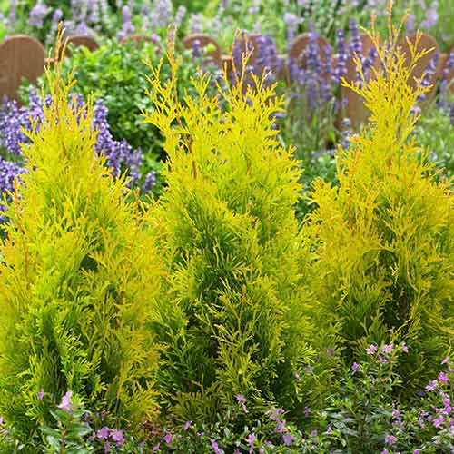 1 sadz, Żywotnik zachodni (Thuja) Golden Anne - Sadzonki: Ilość w opakowaniu: 1 sadz