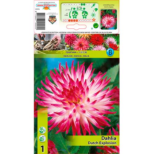 1 szt., Dalia Dutch Explosion - Byliny: Ilość w opakowaniu: 1 szt.