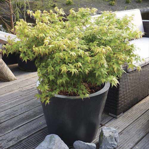 1 sadz, Klon palmowy Little Princess, С3 - Sadzonki: Ilość w opakowaniu: 1 sadz