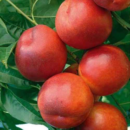 1 saz, Nekrarinka Morsiani 90 - : Monžstvo balíkov: 1 saz