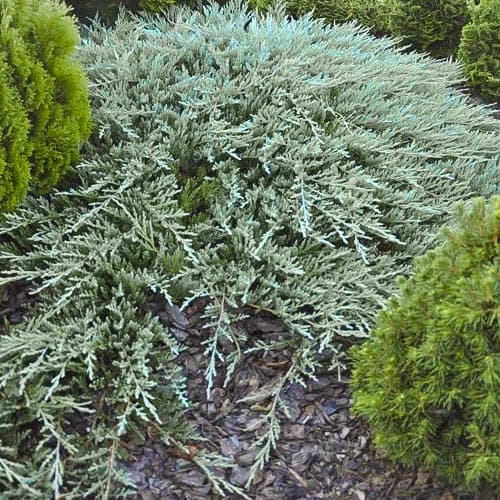 1 saz, Jalovec Bar Harbor - : Monžstvo balíkov: 1 saz