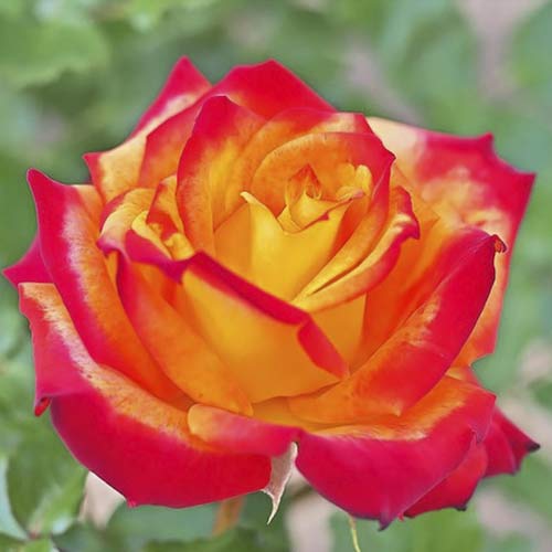 1 Pflanze(n), Großblumige Rose Meilambra - Setzlinge: Ilość w opakowaniu: 1 Pflanze(n)