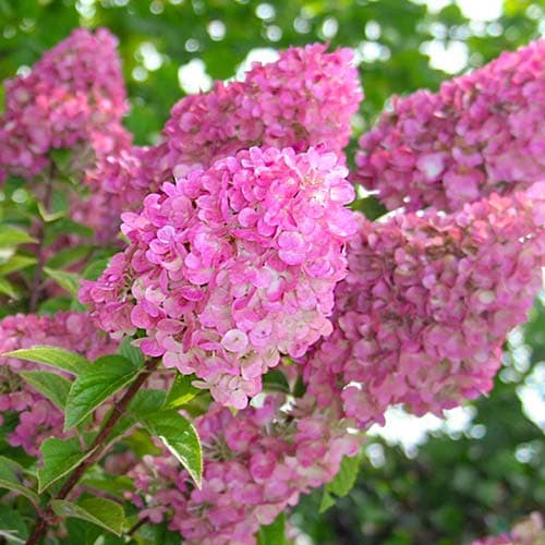 1 Pflanze(n), Rispenhortensie Sunday Fraise, P9 - Setzlinge: Ilość w opakowaniu: 1 Pflanze(n)