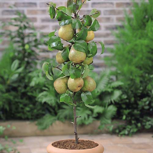 1 szt, Säulenbirne Condo - Setzlinge: Ilość w opakowaniu: 1 szt
