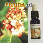 Ostrokrzew - Milość