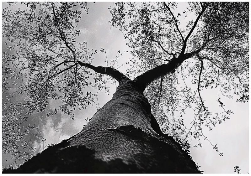 Tapeta Ścienna Czarno Biała Las WALLARENA 400x280 cm Fototapeta Na Flizelinie 1 szt.