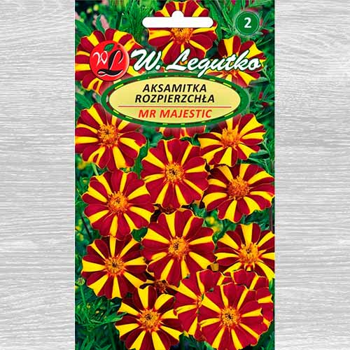1 szt, Aksamitka rozpierzchła o kwiatach pojedynczych Mr Majestic Legutko - Nasiona: Ilość w opakowaniu: 0.3 g