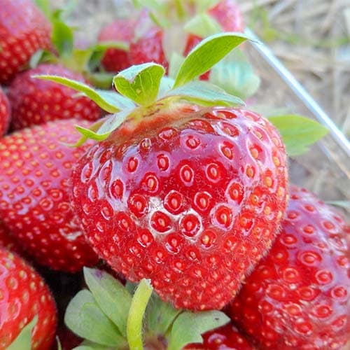 2 saz, Jahoda Darselect - : Monžstvo balíkov: 2 saz