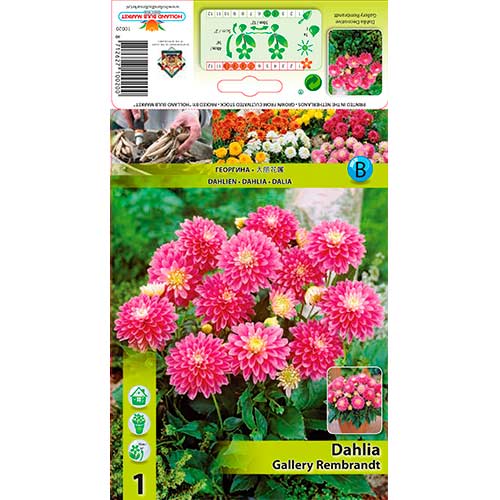 1 Stück, Dahlie Gallery Rembrandt - Stauden: Ilość w opakowaniu: 1 Stück