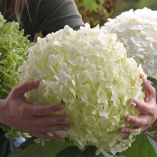 1 szt, Wald-Hortensie Strong Annabelle - Setzlinge: Ilość w opakowaniu: 1 szt