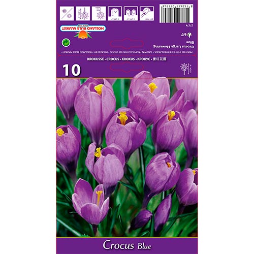 Crocus Blue - Bulbos: Ilość w opakowaniu: 10 bulbe
