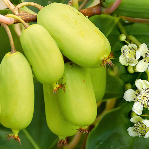 1 szt, Mini-kiwi (actinidia) Super Jumbo - Sadzonki: Ilość w opakowaniu: 2 sadz