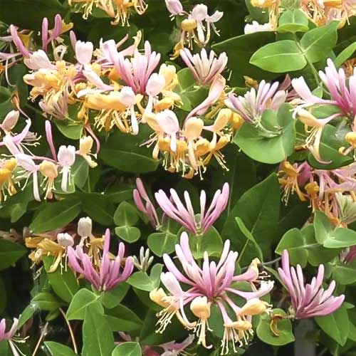 1 sadz, Wiciokrzew przewiercień Inga, С2 - Sadzonki: Ilość w opakowaniu: 1 sadz