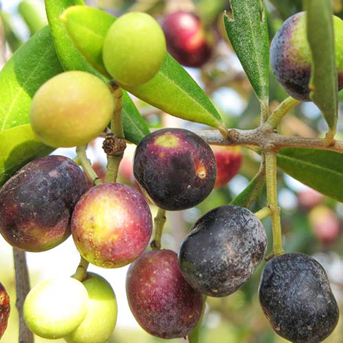 1 szt, Drzewo oliwne (Oliwka) Megaritiki - Sadzonki: Ilość w opakowaniu: 1 sadz