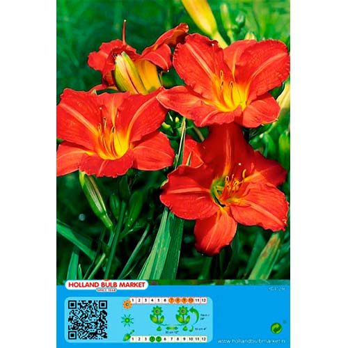 1 cib, Denivka (Hemerocallis) Red - : Monžstvo balíkov: 1 cib