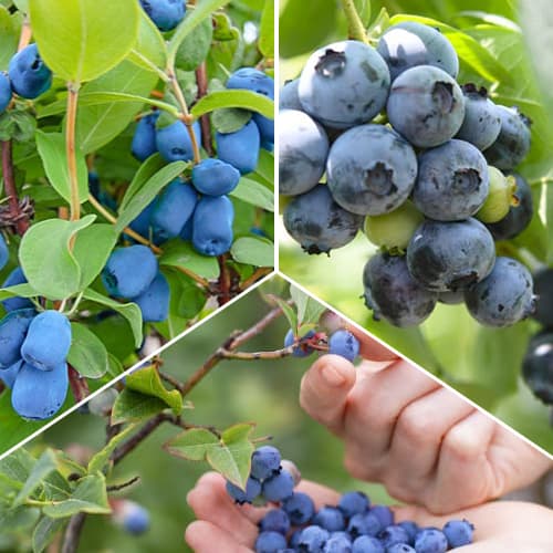 3 db, Hihetetlen ajánlat! Erdei bogyók, 3 fajtából álló készlet - Palánták: Mod de ambalare: 3 db