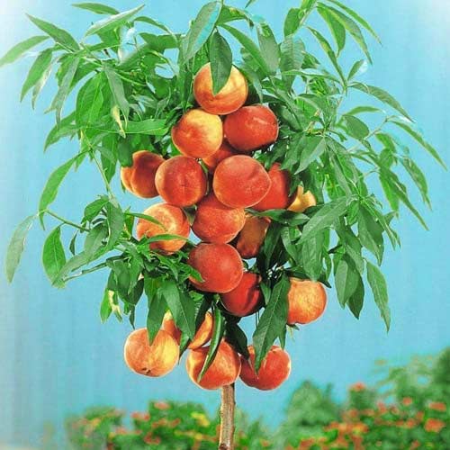 1 Pflanze(n), Säulenpfirsich Aida, С2 - Setzlinge: Ilość w opakowaniu: 1 Pflanze(n)