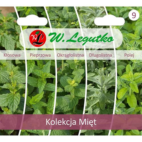 1 szt, Pfefferminze - Kollektion - Samen: Ilość w opakowaniu: 1 Stück