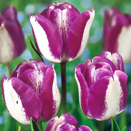 10 Stück, Tulpe Hotpants - Blumenzwiebeln: Ilość w opakowaniu: 10 Stück