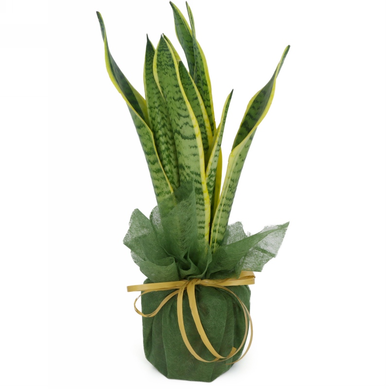 Kwiat doniczkowy Sanseveria - wężownica