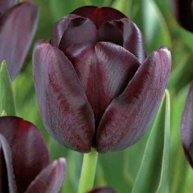 Tulipan Queen of the night 7 szt.